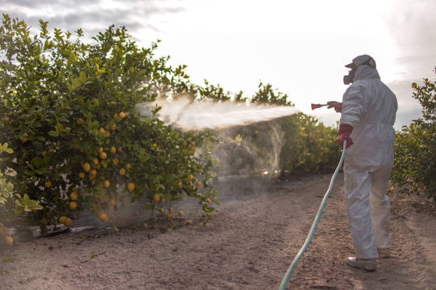 Pest Prevention Services in Springfield, MO