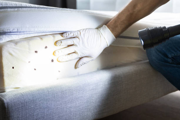 Best Best Pest Control Companies  in Springfield, MO