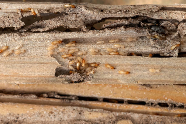 Best Emergency Pest Control  in Springfield, MO